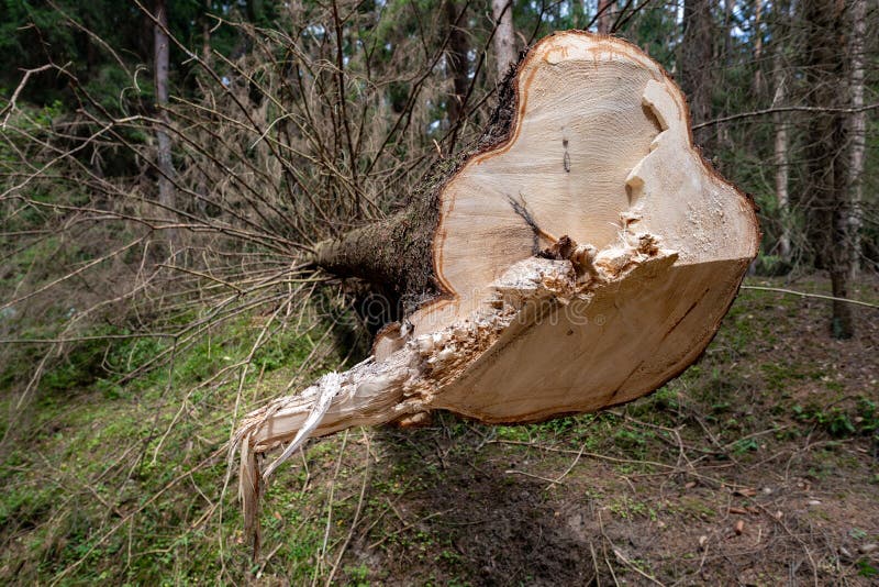 Deforestation in Central Europe. Cut down spruce tree in the forest area