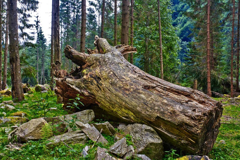 Deforestation stock image. Image of trees, cutting, danger - 43374305