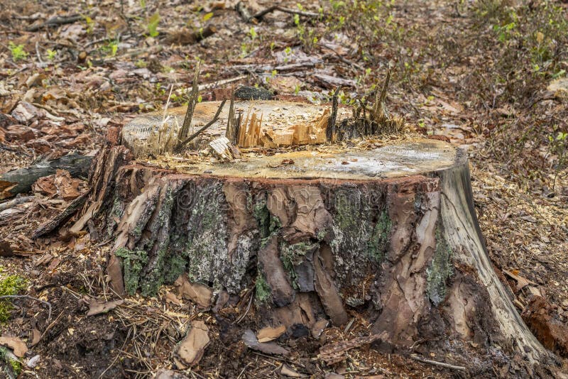 Deforestation concept. Stumps, logs and branches of tree after cutting down forest royalty free stock images
