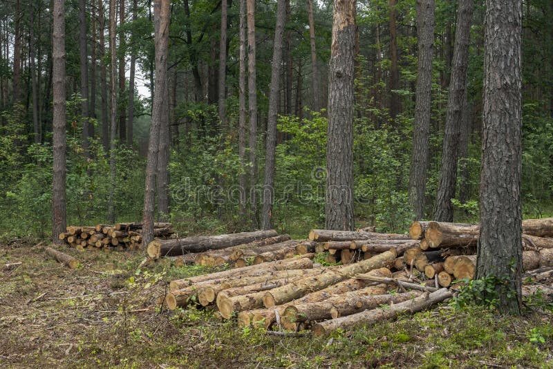 Deforestation concept. Stumps, logs and branches of tree after cutting down forest stock photo