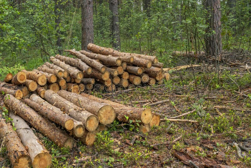 Deforestation concept. Stumps, logs and branches of tree after cutting down forest stock photo