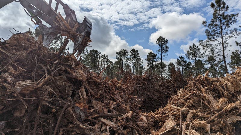 Deforestation of evergreen woodland for with an excavator