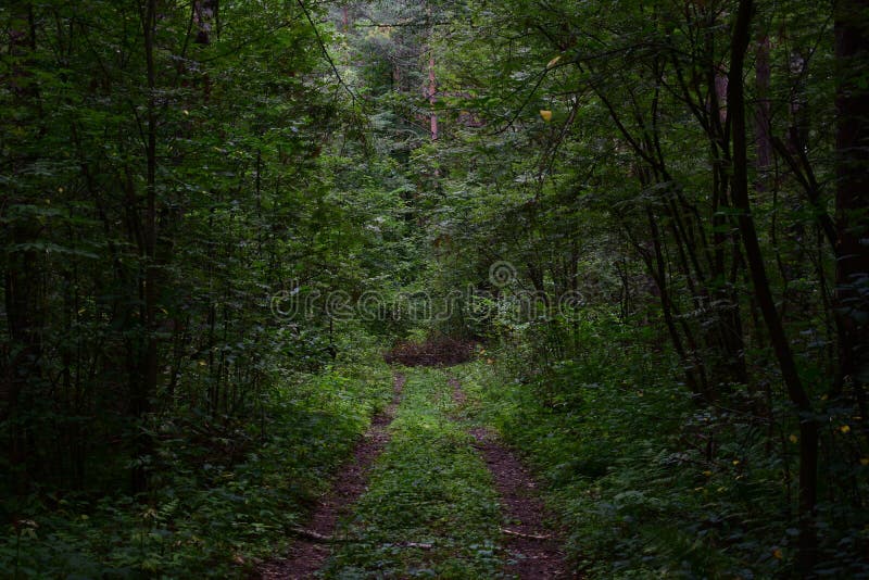 Deforestation, pine forest. Forest Road. Logs, fallen trees. Alley glades in the forest. Deciduous forests consist of trees. And shrubs, which have lamellar stock photos Deforestation, pine forest. Forest Road. Logs, fallen trees. Alley glades in the forest. Deciduous forests consist of trees. And shrubs, which have lamellar stock photos