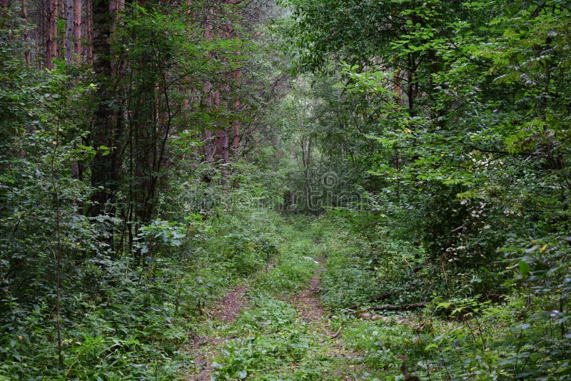 Deforestation, pine forest. Forest Road. Logs, fallen trees. Alley glades in the forest. Deciduous forests consist of trees. And shrubs, which have lamellar royalty free stock image Deforestation, pine forest. Forest Road. Logs, fallen trees. Alley glades in the forest. Deciduous forests consist of trees. And shrubs, which have lamellar royalty free stock image