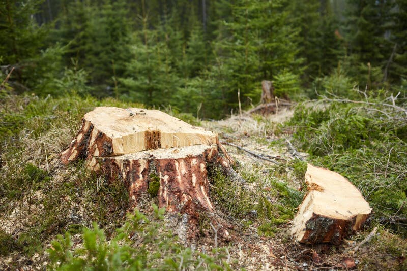 Deforestation in Romania stock image. Image of destroyed - 69747349