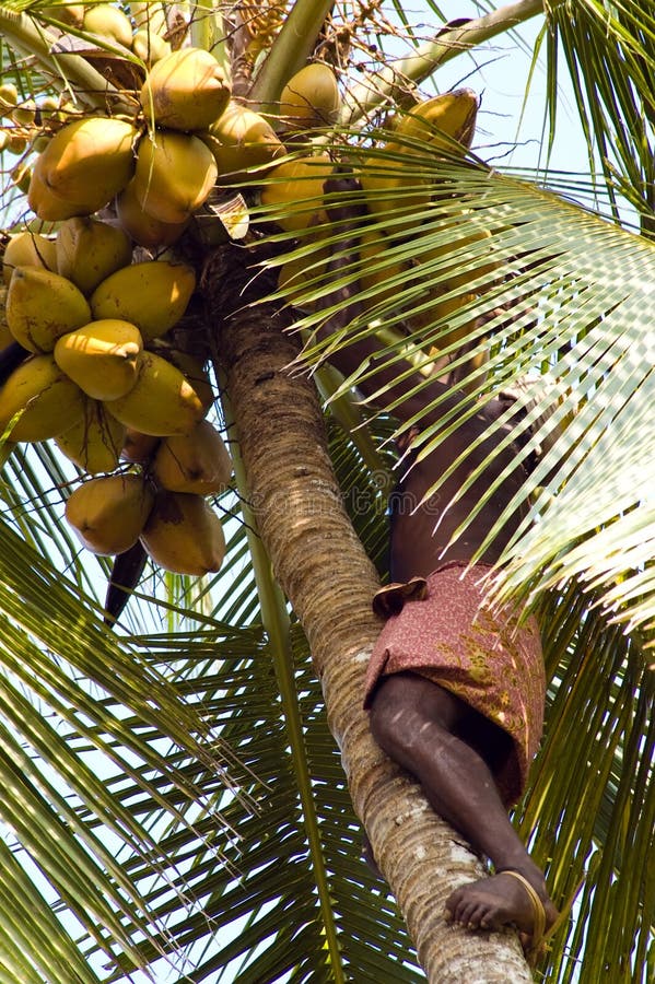 Deft Indian Man Picking Coconut Stock Image Image of food, natural