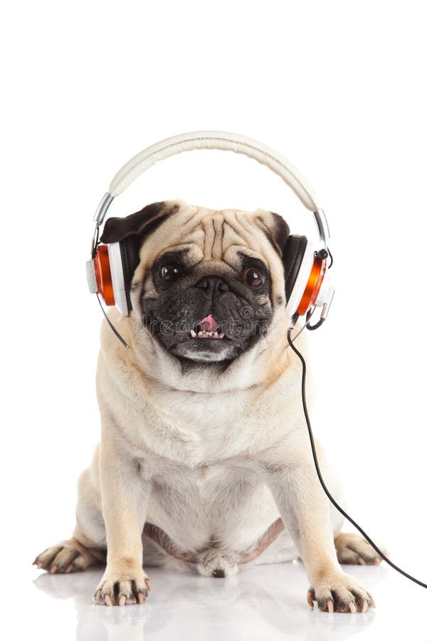 Deg Pug Dog With Headphone Isolated On White Background Stock Photo ...