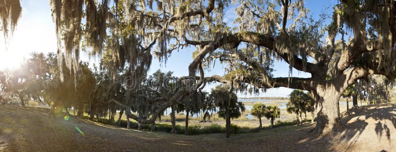 180 degree panorama of live oak tree and palms on coast of south carolina. 180 degree panorama of live oak tree and palms on coast of south carolina