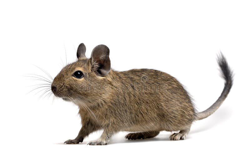 Degu