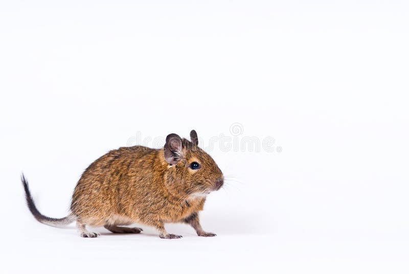 Degu stockbilder Degu stockbilder