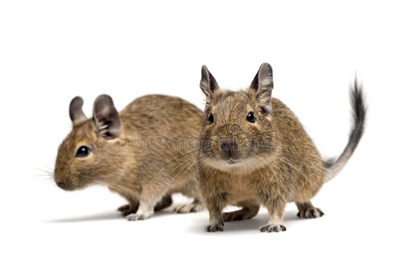 Degu pets