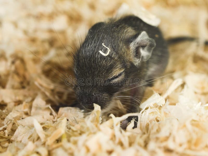 Degu μωρών λίγα στοκ φωτογραφία με δικαίωμα ελεύθερης χρήσης