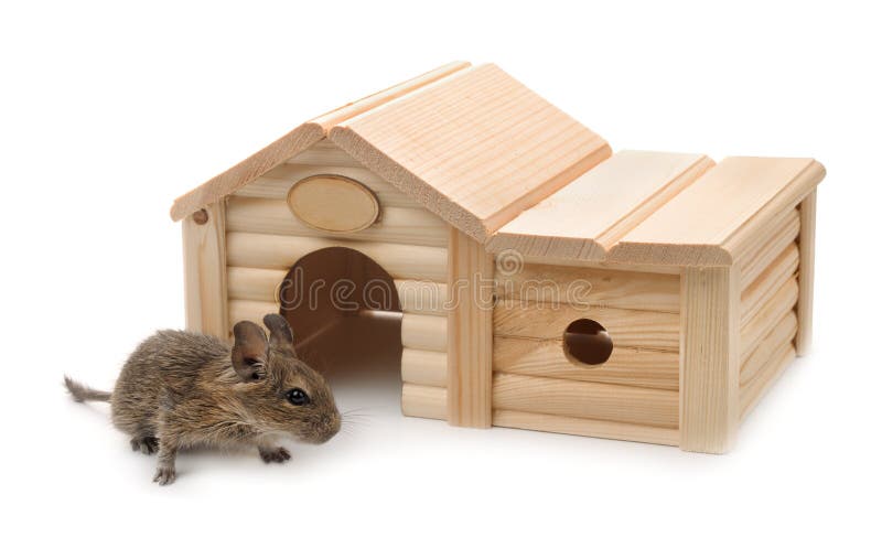 Degu около малого деревянного дома любимчика стоковое фото Degu около малого деревянного дома любимчика стоковое фото