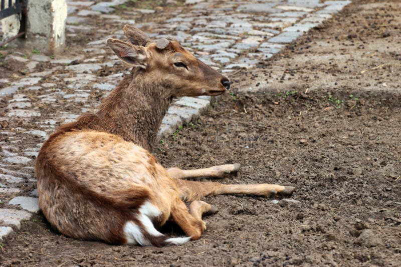 Dehorned sika deer (Cervus nippon) royalty free stock image Dehorned sika deer (Cervus nippon) royalty free stock image