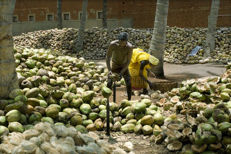 Dehusking coconut editorial photo. Image of lady, fruit 56606201