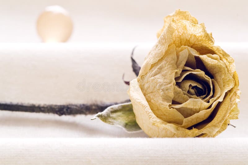 Dehydrated Rose And Sphere