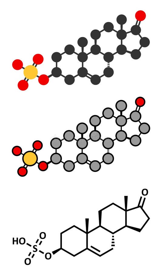 Dehydroepiandrosterone (DHEA, Prasterone) Steroid Hormone Molecule
