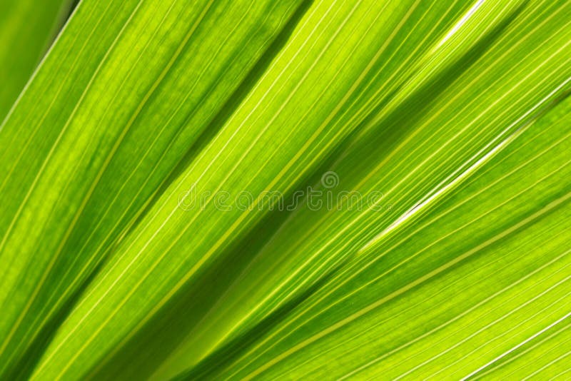 Fondo de hojas imagen de archivo