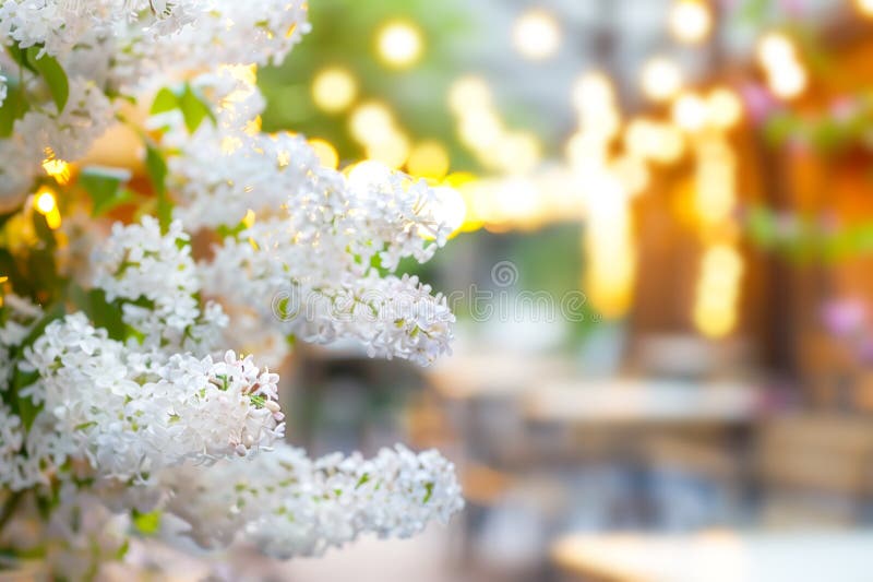 Dekor mit weißer lila Blüte lizenzfreie stockbilder