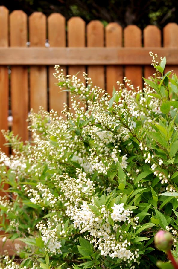 Picture show white deutzia gracilis shrub when its flowers are just started to open. Wooden fence in the background. Picture show white deutzia gracilis shrub when its flowers are just started to open. Wooden fence in the background.