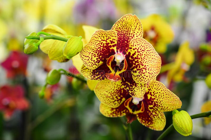 Dekoracyjny skład koloru żółtego phalaenopsis łaciaste orchidee obrazy stock Dekoracyjny skład koloru żółtego phalaenopsis łaciaste orchidee obrazy stock