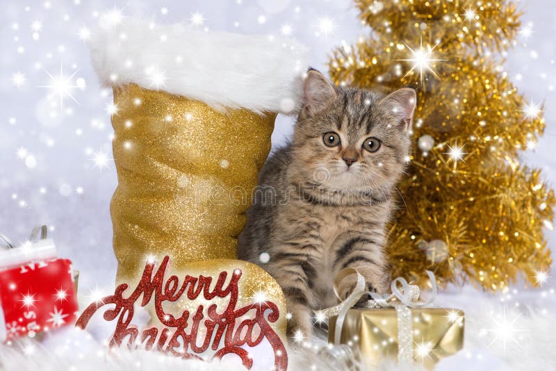 Dekoration wirh Kätzchen der getigerten Katze Weihnachts stockfoto Dekoration wirh Kätzchen der getigerten Katze Weihnachts stockfoto