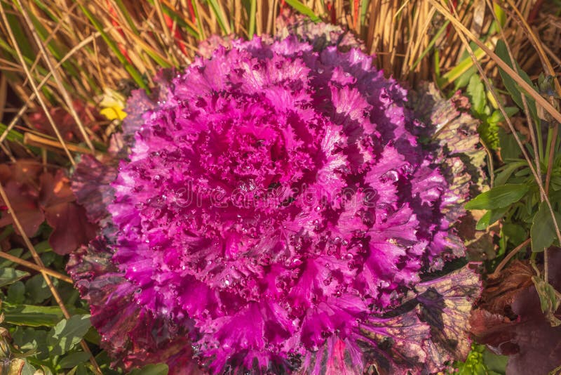 Dekorativ brassica oleracea sort glamor med morgondagg. röddekorativ kål i botaniska trädgårdar på hösten. prydnadskål. blomkål