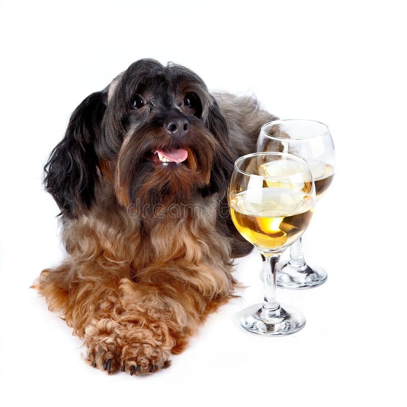Dekorativ hund med exponeringsglas arkivbilder Dekorativ hund med exponeringsglas arkivbilder