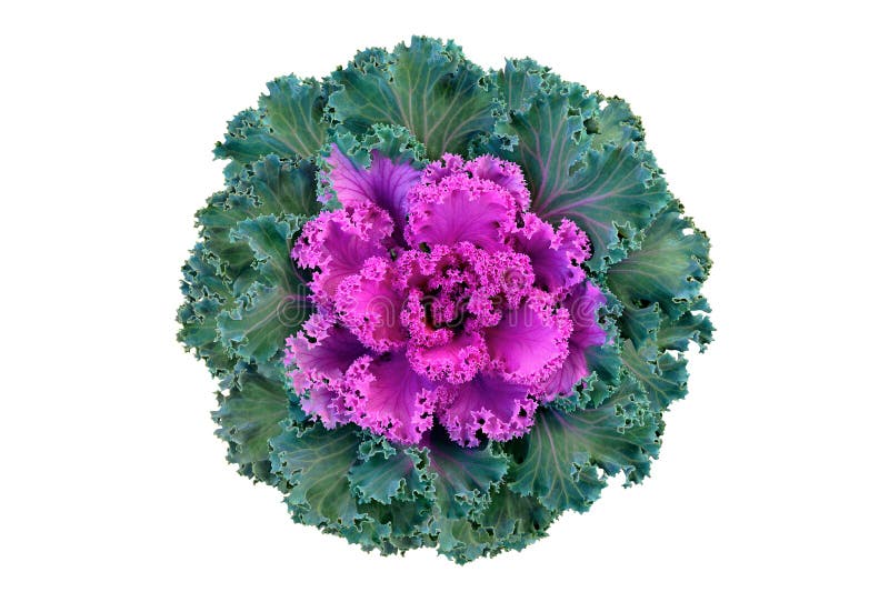Dekorativ kål av Brassica, rosa och grön blomma isolerad på en vit bakgrundsslutning. översta vyn. kopieringsutrymme royaltyfria foton