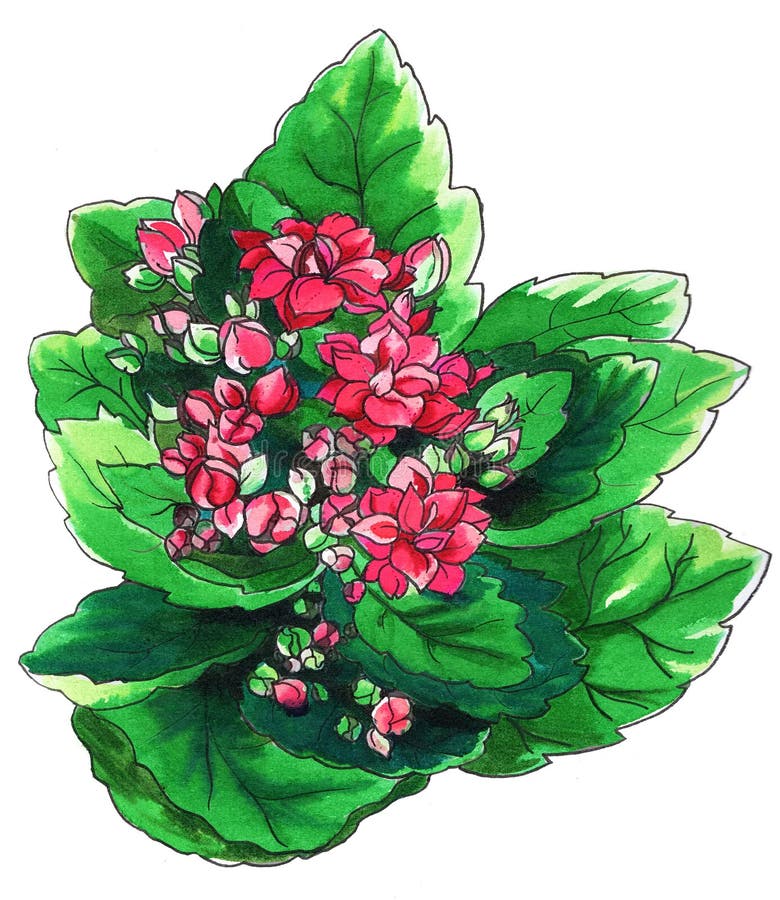 Dekorativ rosa Kalanchoe kaktus i blomning vektor illustrationer Dekorativ rosa Kalanchoe kaktus i blomning vektor illustrationer