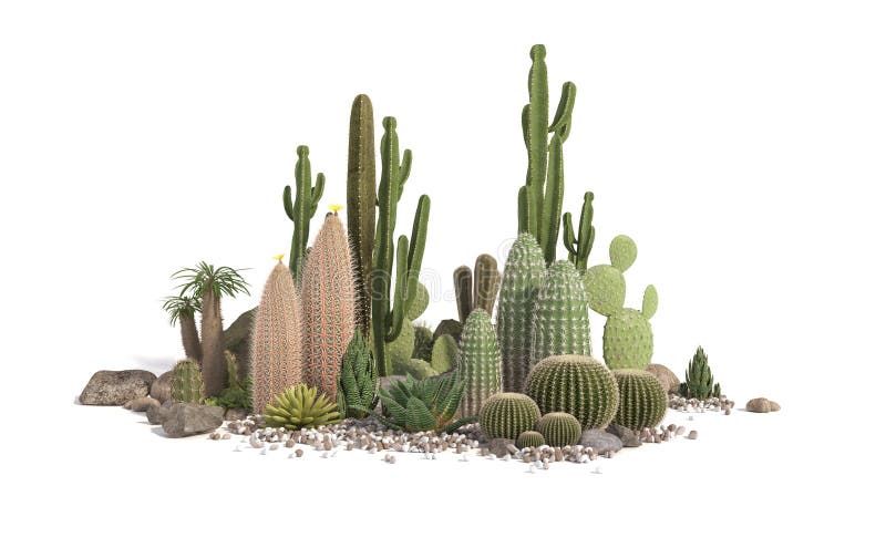 Dekorativ sammansättning som komponeras av grupper av olik art av kaktus-, aloe- och suckulentväxter som isoleras på vit bakgrund vektor illustrationer Dekorativ sammansättning som komponeras av grupper av olik art av kaktus-, aloe- och suckulentväxter som isoleras på vit bakgrund vektor illustrationer