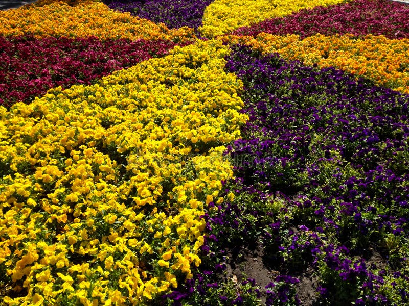 Dekorativa blommor arkivfoto Dekorativa blommor arkivfoto