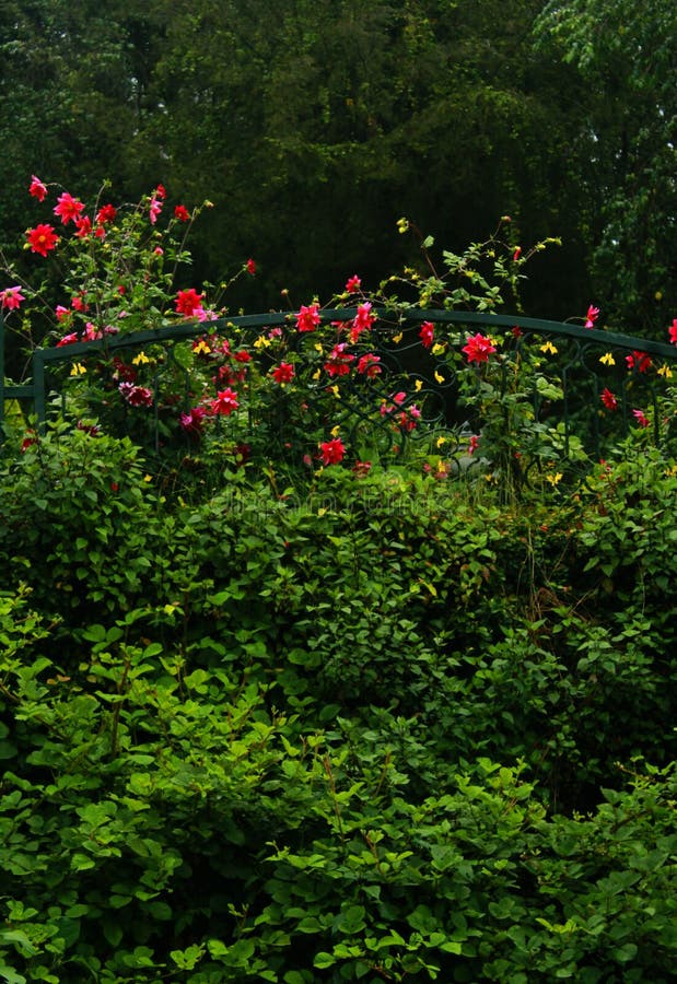 Dekorativa blommor på ottan i kodaikanal royaltyfria bilder Dekorativa blommor på ottan i kodaikanal royaltyfria bilder