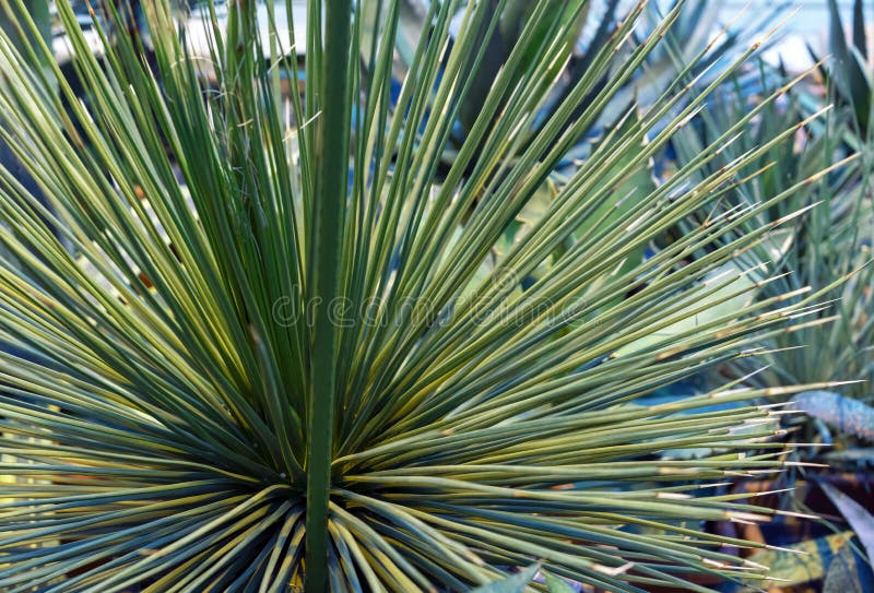 Dekorative Agavenanlage im botanischen Garten der Stadt stockbild Dekorative Agavenanlage im botanischen Garten der Stadt stockbild