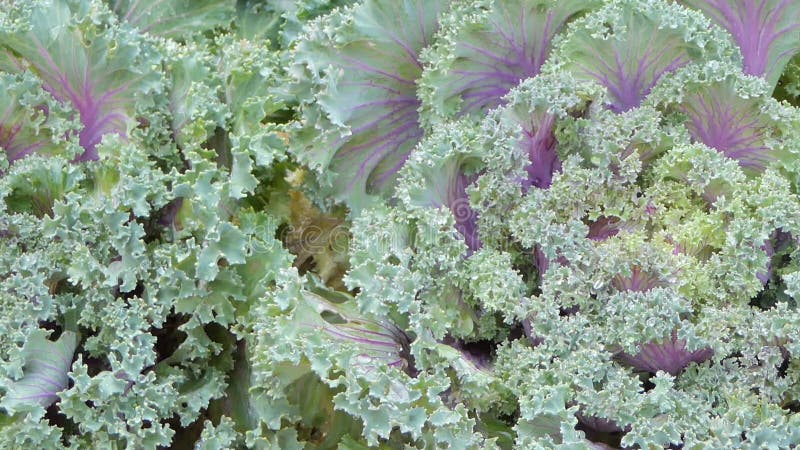 Dekorative Kohlblume auf dem Blumengebiet