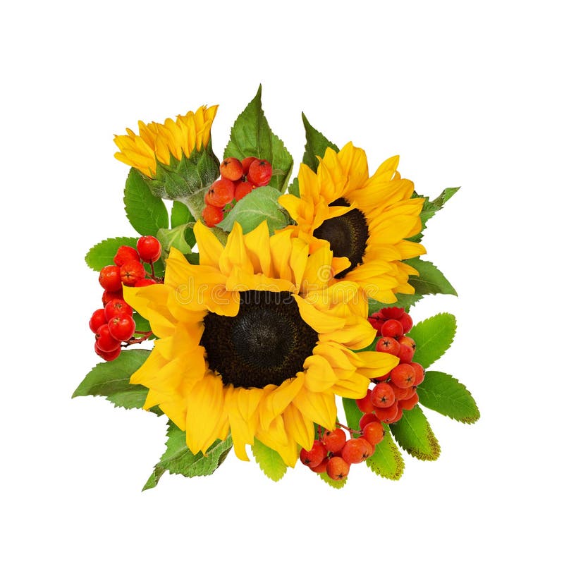 Dekorative Sonnenblumen Und Ebereschenbeeren in Einer Schönen ...