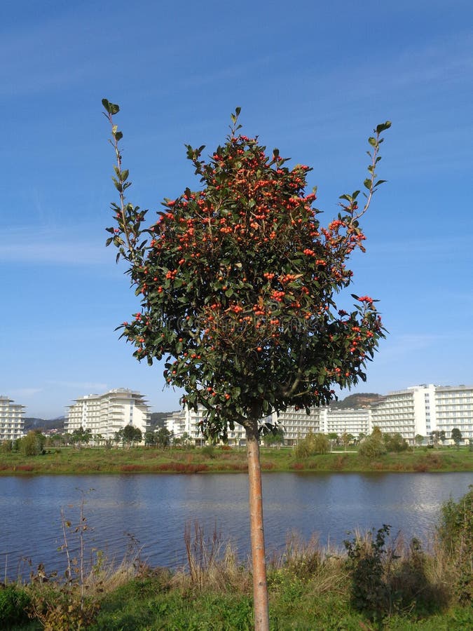 Dekorativer Apfelbaum Auf Bank Von Teich Stockbild Bild von bereich