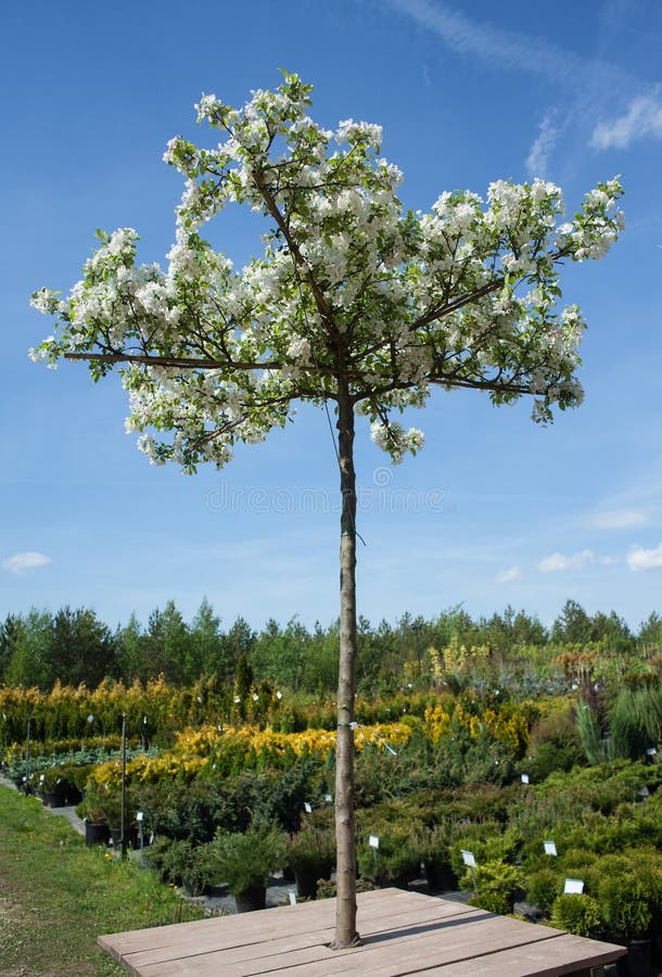 Dekorativer Apfelbaum Auf Bank Von Teich Stockbild Bild von bereich