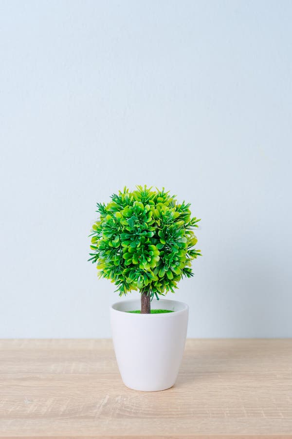 Dekorativer Baum Im Blumentopf Auf Holztisch Stockfoto Bild von mode