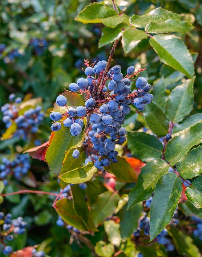 Dekorativer Busch Mit Blauen Beeren Für Quadrat Park