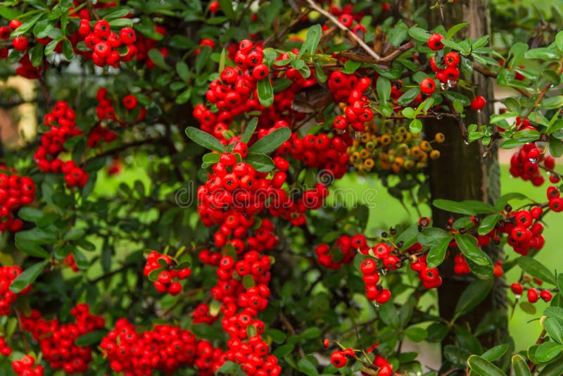 Dekorativer Strauch Von Roten Beeren Im Regen Stockfoto Bild von wild