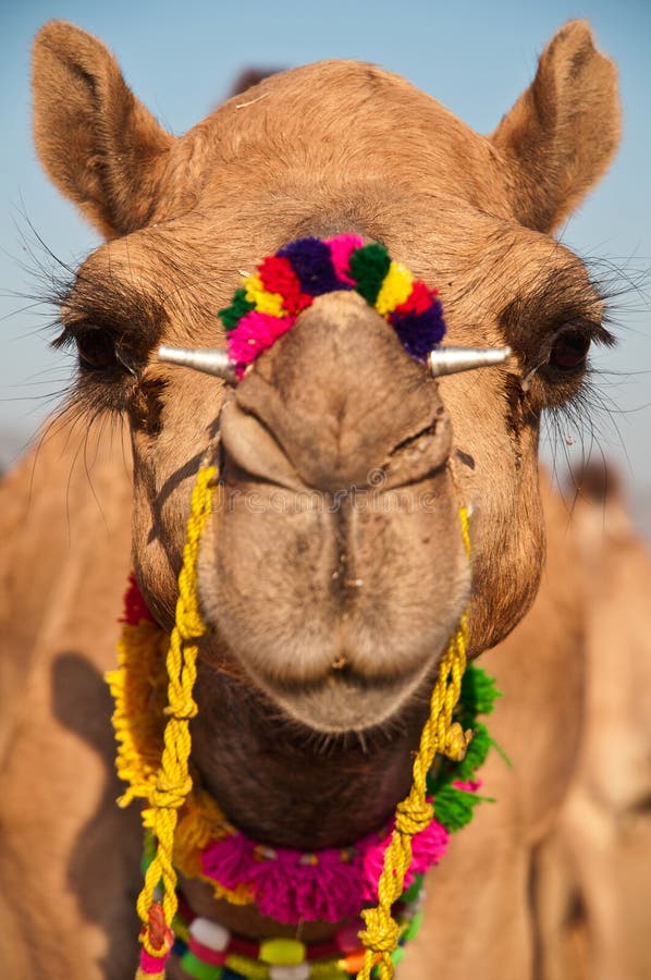 Dekorerad kamel
