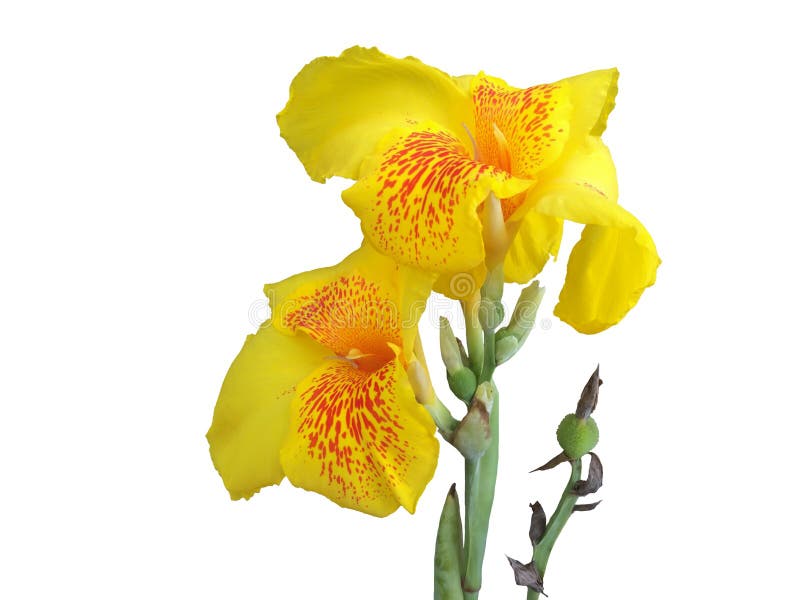 Del canna flor amarilla fresca lilly aislada en el fondo blanco imágenes de archivo libres de regalías Del canna flor amarilla fresca lilly aislada en el fondo blanco imágenes de archivo libres de regalías