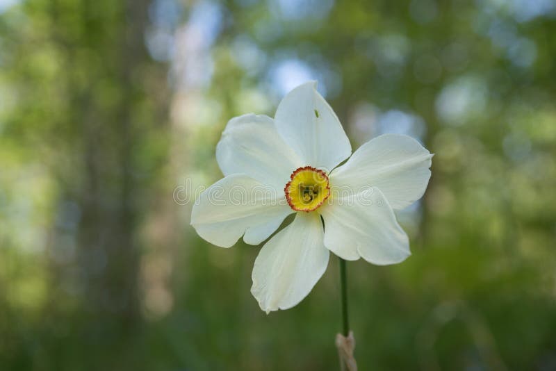 Del este blanco lilly con el fondo verde del bokeh foto de archivo libre de regalías Del este blanco lilly con el fondo verde del bokeh foto de archivo libre de regalías