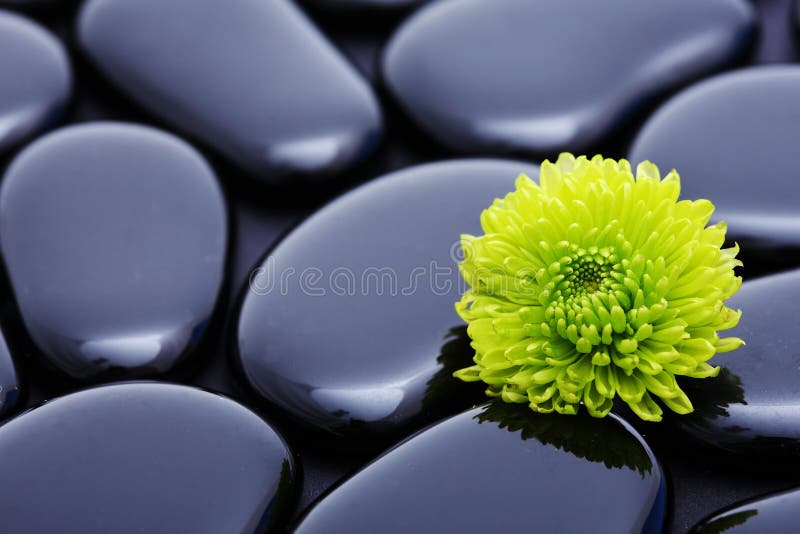 Del fiore vita verde ancora fotografia stock Del fiore vita verde ancora fotografia stock