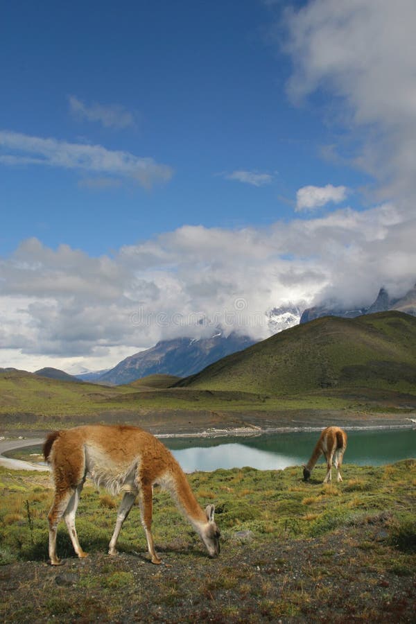 del guanacos国家paine公园torres 免版税图库摄影 del guanacos国家paine公园torres 免版税图库摄影