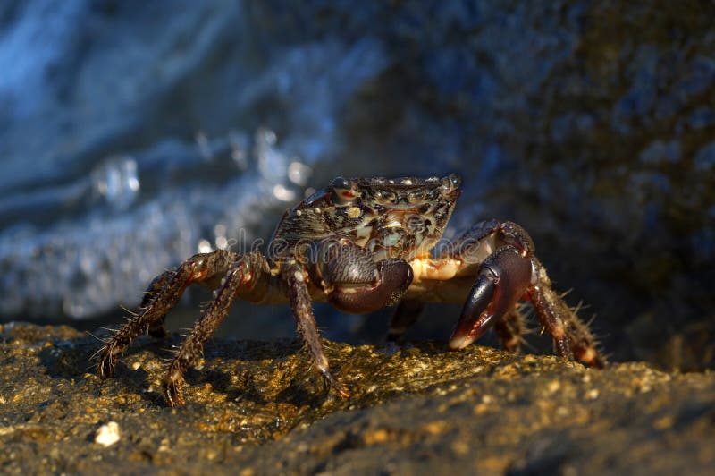 Del marinaio granchio vita Potamon ancora fluviatile immagine stock Del marinaio granchio vita Potamon ancora fluviatile immagine stock