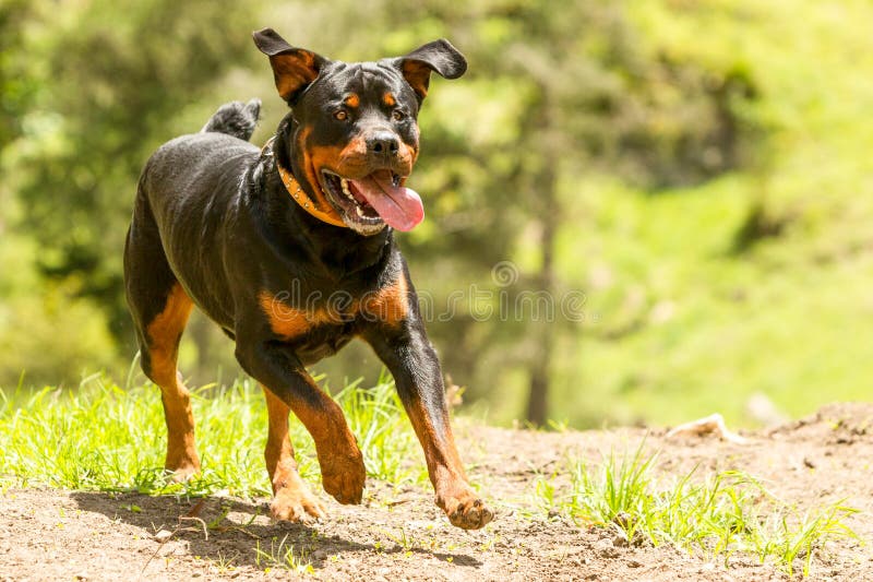 Del perro de Rottweiler del correo fotografía de archivo Del perro de Rottweiler del correo fotografía de archivo