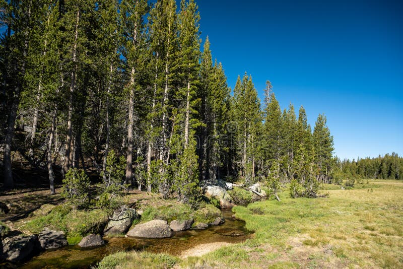 Delaney Creek Separates Meadows and Forest in Yosemite Stock Photo