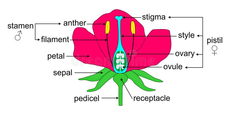 Delar av en blomma royaltyfri illustrationer